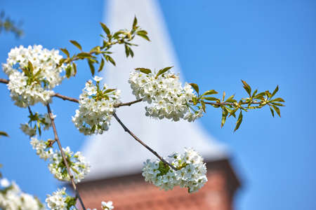 Closeup of Mirabelle flowers blooming in spring against blur blue sky background. Pretty white flower twigs blossoming near small town. Detail of a flowering plum tree near a church courtyard or parkの写真素材