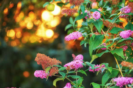 Stunning pink summer lilac flower bush at sunset against a blurred copy space background with bokeh. Delicate wild blossoms growing in garden at dawn. Fragile magenta blooms with lush leaves in fieldの写真素材