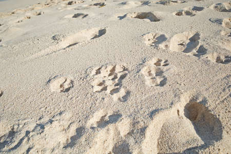 Footprints in beach sand along the coast on sunny day. Relaxing and peaceful landscape to enjoy and...