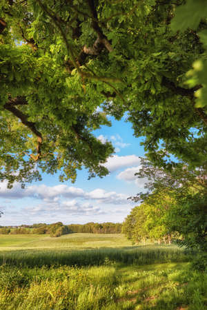 Scenic landscape of a peaceful green field with cloudy blue sky background. Calm and tranquil scenery of a forest with blooming trees and plants on a sunny day in spring. Breathtaking views in natureの写真素材