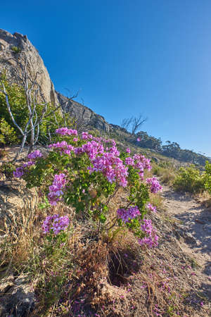 Copyspace with scenic landscape of Table Mountain National Park, Cape Town, South Africa. Pink wild flowers thriving on a mountainside against a blue sky. Nature has many species of flora and faunaの写真素材