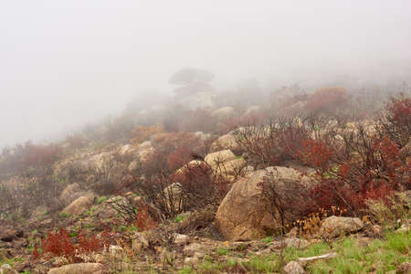 Aftermath of a bushfire on lions head mountain, cape town, south africa. Smog and smoke covering a hillside after global warming fire destroyed the environment. Climate change is affecting natureの写真素材