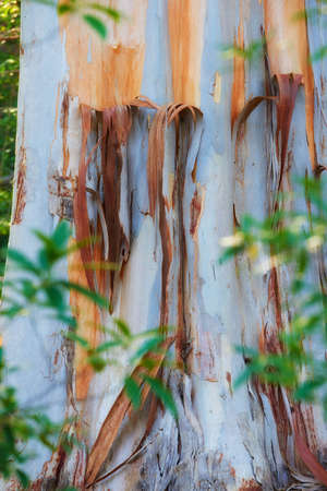 Closeup of a stripped bark off tree trunk in a forest at sunset. Peeling textures from the outer layers of a white bark tree. Details of a damaged silver tree in a remote woodland near hiking trailの写真素材