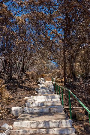 Burnt bushes add trees in forest or woods with stairs and hiking trail. Aftermath of destruction...