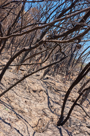 Dry trees outdoors in a desert on a hot summer day. Leafless burnt plants during a drought season on a field. Deciduous bush after a wildfire. The results of global warming in nature and floraの写真素材