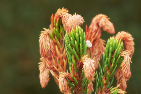 Closeup of new budding pine tree needles growing on fir or cedar trees, isolated against a bokeh...