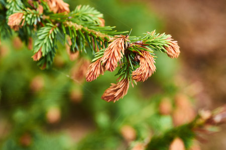 Closeup of Sitka spruce growing in a quiet, zen pine forest with a blurry background and copyspace. Zoom in on details and patterns of pine needles on a branch, soothing peaceful harmony natureの写真素材