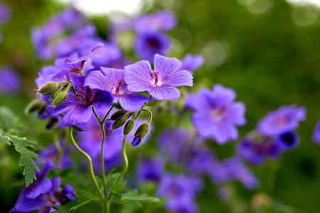 Closeup of a Geranium flower in an ecological garden. Purple plants bloom during spring in a green field with lush foliage. Macro view of fresh, vibrant and bright, colorful flower petals outsideの写真素材