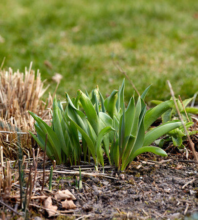 Closeup of green plant sprouts planted in soil in a garden. Details of the growth development...