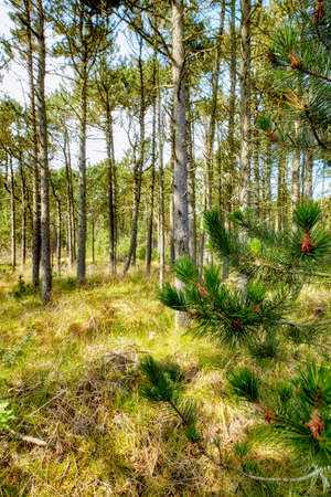 Pine and cedar trees in a wild forest in Sweden. Landscape of green vegetation growing in nature or...