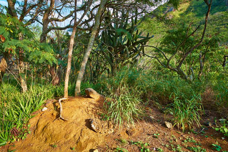 Many trees and bushes in a lush green forest in Hawaii, USA on a sunny day. Magical woods with beauty in nature, beautiful and mysterious quiet outdoors. Calming morning in a peaceful rainforestの写真素材