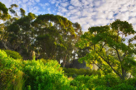 Lush green trees growing tall against a blue sky background with copyspace in a peaceful forest....