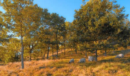 A flock of sheep outdoors on a farm grazing on pasture, meadow, and grass during Autumn. Animals feeding in nature on farmland close to trees on a sunny day. Livestock on a large piece of landの写真素材
