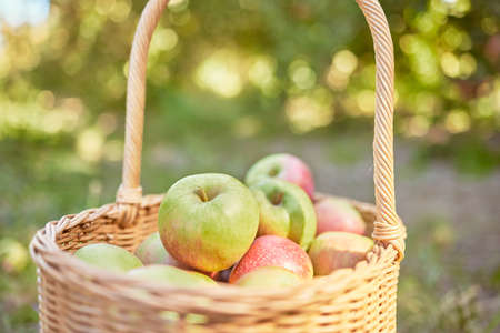 Fresh apples in a basket harvested from an orchard on a sunny day outdoors. Juice, nutritious and delicious fruit picked when ripe to enjoy on a picnic. Organic produce growing seasonally on a farmの写真素材