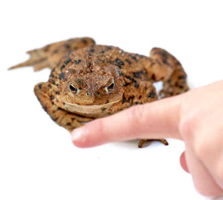 Common true toad with brown body and black dot markings on dry rough skin with a person pointing a...