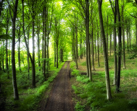 Trees of all types and seasons. A beautiful world of differences. Trees and forests of all types and...