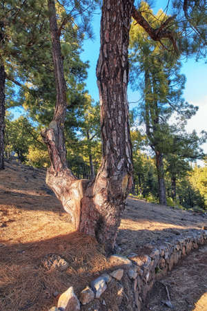 Beautiful Pine forests in the mountains of La Palma, Canary Islands, Spain. Scenic landscape with tall trees with lush green leaves on a sunny summer day. Peaceful view of the outdoors and natureの写真素材
