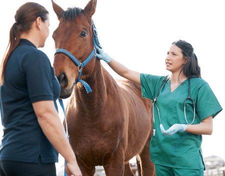 Has he been eating normally. Shot of an attractive young veterinarian standing with a horse and its owner on a farm.の写真素材