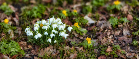 Close up flowers blooming among fallen leaves in nature during spring season. Snowdrop - Galanthus...