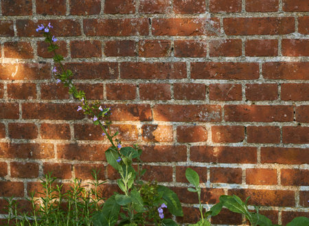 Violas growing in a green backyard garden against a wall. Beautiful violet flowering plant...