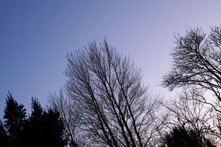 Trees of all types and seasons. A beautiful world of differences. Trees and forests of all types and seasons.の写真素材