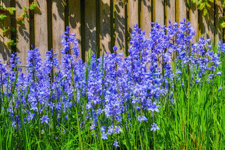 Closeup of fresh Bluebell growing in a green garden in springtime with a wooden gate background....