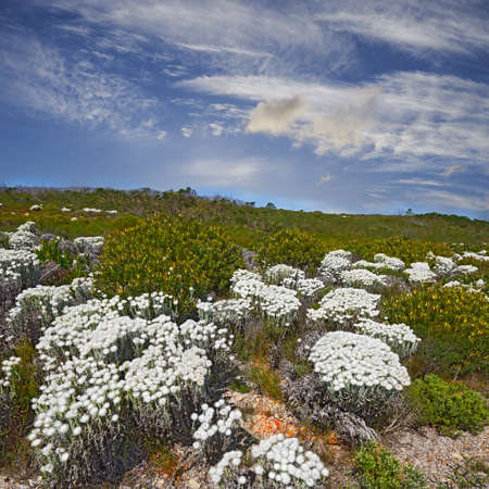 Fynbos in Table Mountain National Park, Cape of Good Hope, South Africa. Scenic landscape environment with fine bush indigenous plant and flower species growing in nature with blue sky backgroundの写真素材