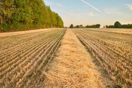 Closeup of a field of ripe wheat ready for harvest with a sky background and copyspace. Scenic farm...