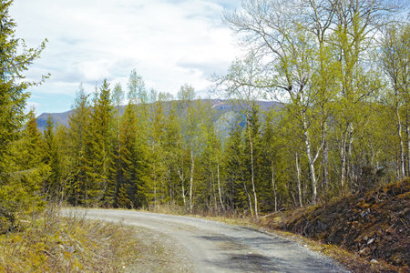 View of a road and green vegetation leading to a secluded area in Nordland. Big green trees...