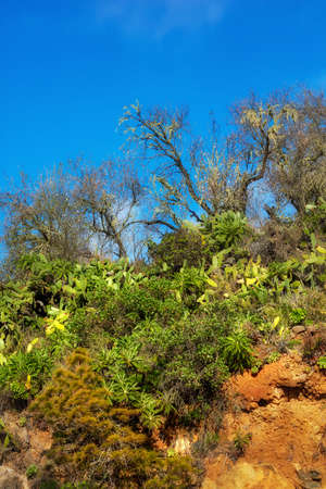 Green tree plants on the mountains with blue sky copy space. Copyspace landscape of biodiverse nature scenery with lush vegetation growing in the wild forest of La Palma, Canary Islands, Spainの写真素材