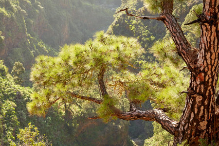 Tall pine forest on a mountain top with bright sun shining from above. Peaceful, scenic and...