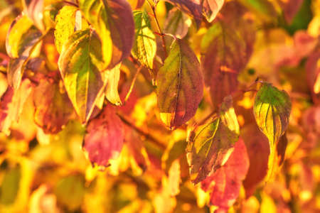 Closeup of colorful autumnal leaves growing on tree branches in season with copy space. Green, yellow and brown wild plants growing on stems in a natural forest, park or garden during fallの写真素材