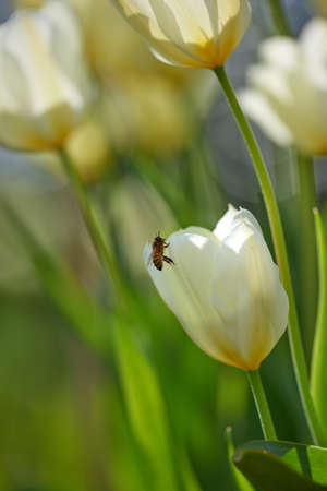 Closeup of a honey bee on white Tulips in a green garden in springtime with blurry background. Macro details of living insect in harmony with nature, tranquil wild flowerhead in a zen, quiet backyardの写真素材