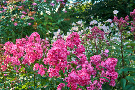 A bunch of pink flowers growing in a backyard garden. Vibrant and bright plants outdoors in nature or a yard. Flowerbed outside on a summer or spring day with lush green leavesの写真素材