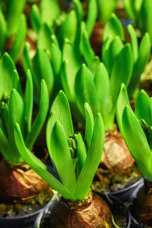 Closeup of a beautiful crocus plant in a pot. Green lush pollinated flowers with brown stems in a...