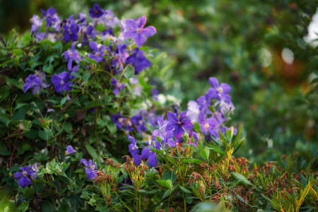 Purple clematis flowers growing in a garden with copy space. Bunch of blossoms in a lush green outdoor park. Lots of beautiful ornamental Italian leather flower plants for backyard landscapingの写真素材