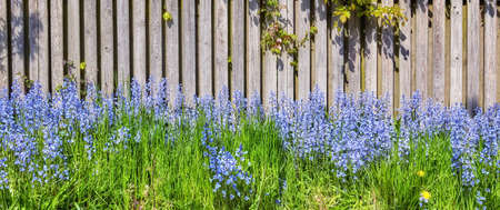 Landscape view of common bluebell flowers growing and flowering on green stems in private backyard or secluded home garden. Textured detail of blooming blue kent bells or campanula plants blossomingの写真素材