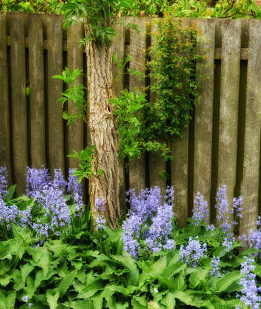 Beautiful Scilla Siberica blue flowers growing in garden outdoors in a backyard on summer day. Lush green plants and bright vibrant flora growing near a wooden fence in a yardの写真素材