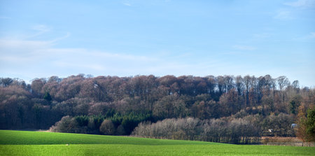 Beautiful lush green forest in springtime, tall pine trees growing with nature in harmony and copyspace. Tranquil summer morning with a view of a zen, quiet jungle. Soothing nature with fresh airの写真素材