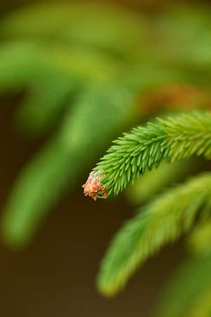 Closeup macro details of a beautiful lush green forest in springtime, pine trees growing with nature in harmony and copyspace. Fresh air in a tranquil jungle with zen, quiet soothing nature ambienceの写真素材