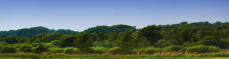 Scenic and peaceful landscape of trees growing in a remote and uncultivated forest in Norway with...