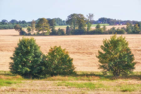 Landscape view of field maple trees growing in remote countryside or meadow in Sweden. Environmental nature conservation of fresh syrup plants and blue sky. Cultivated for medicinal and food industryの写真素材