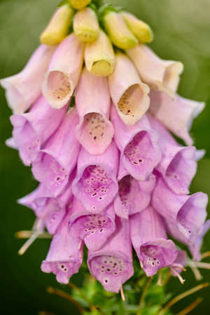 The foxgloves in the garden. Colorful foxgloves - digitalis purpurea.