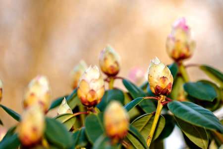 Rhododendron is a genus of 1,024 species of woody plants in the heath family, either evergreen or deciduous, and found mainly in Asia, although it is also widespread throughout the Southern Highlands of the Appalachian Mountains of North Americaの写真素材