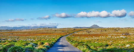 The wilderness of Cape Point National Park. Road through the wilderness of Cape Point National Park,...
