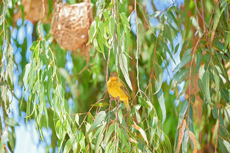 African golden weaver. African golden weaver - in latin Ploceus Xanthops. Beautiful bird..の写真素材