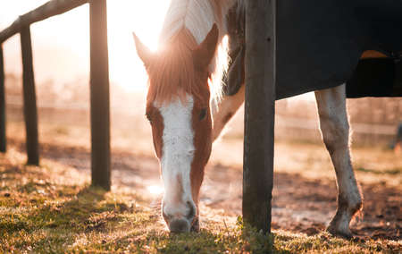 Horses lend us the wings we lack. a horse eating grass on a farm.の写真素材