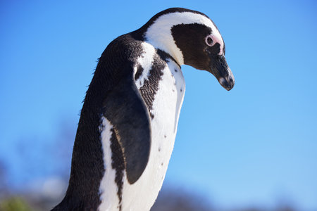 The best dressed bird on the block. Black-footed penguin at Boulders Beach, South Africa.の写真素材