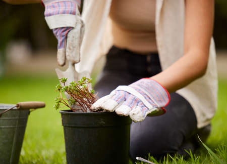 Its only comfort calling late. an unrecognizable woman kneeling while doing some gardening in the...