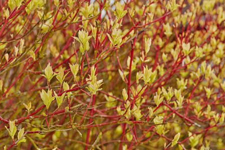 Beautiful flowers from my garden. A series of beautiful garden photos.の写真素材